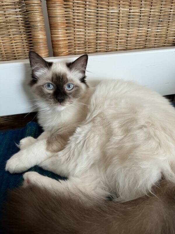 Katt - Blandning Ragdoll och Russian Blue Katt
