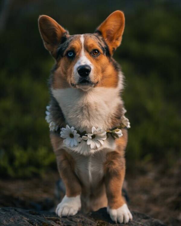 Hund - Corgi Kapten Haddock 