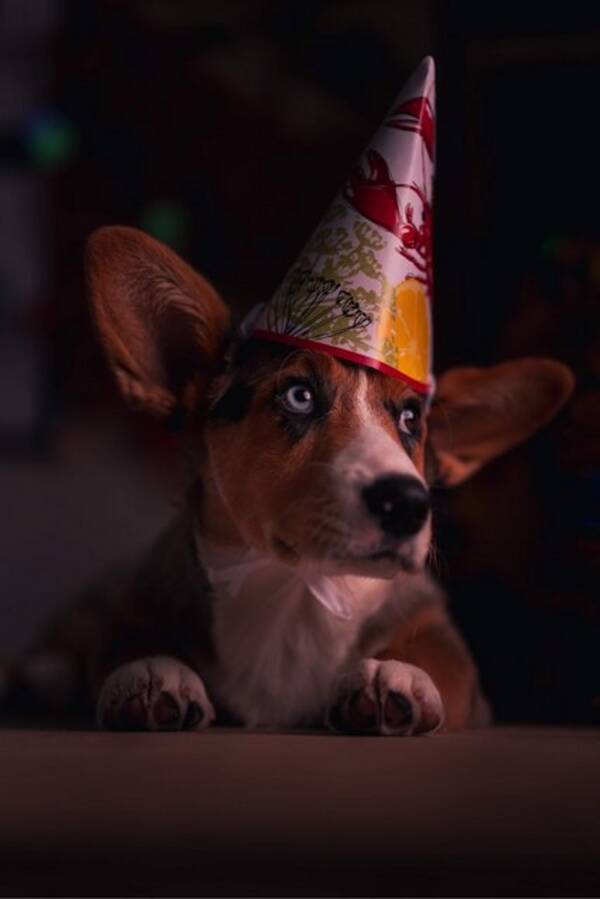 Hund - Corgi Kapten Haddock 