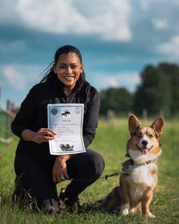 Hund - Corgi Kapten Haddock 