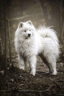 Samojed,
