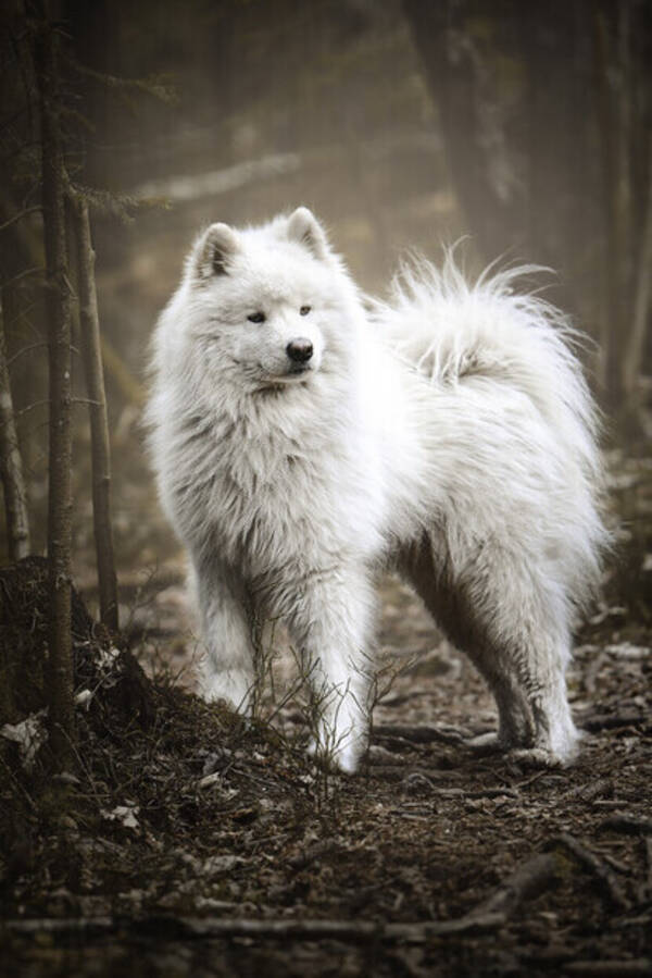 Hund - Samojed,