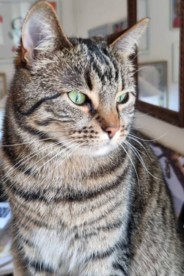 Katt - Katten Geisha