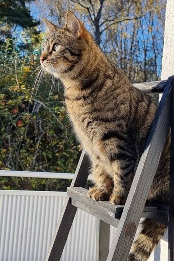 Katt - Katten Geisha