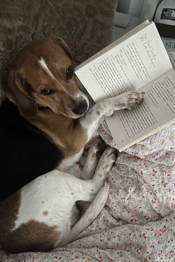 Hund - Eddie cappuccino Nystrm