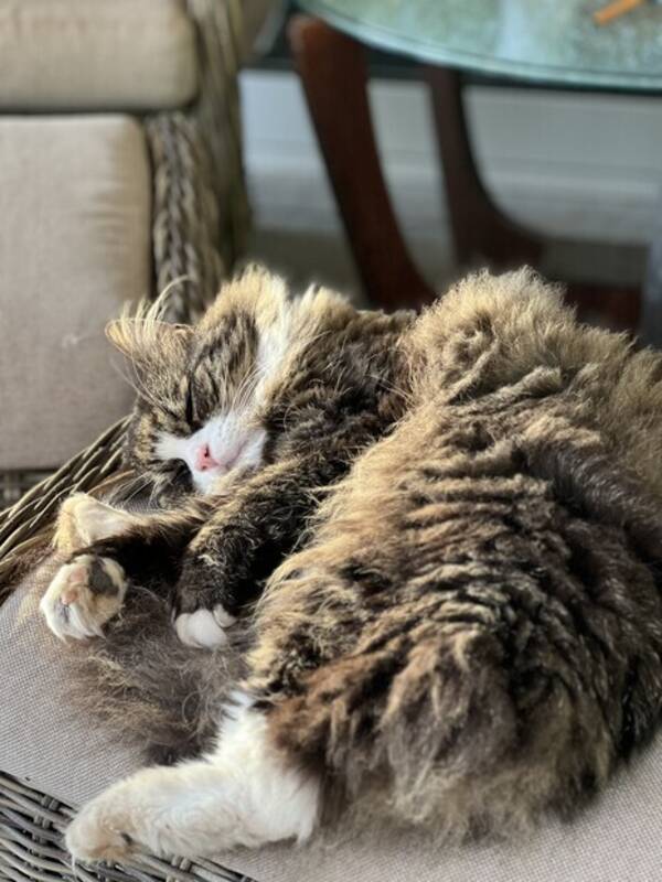 Katt - Norsk skogkatt  