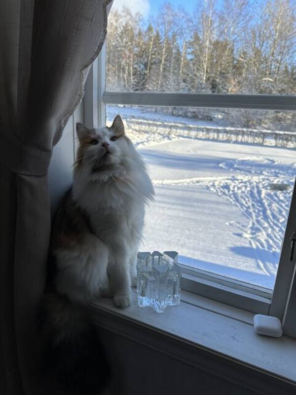 Katt - Katten Doris 