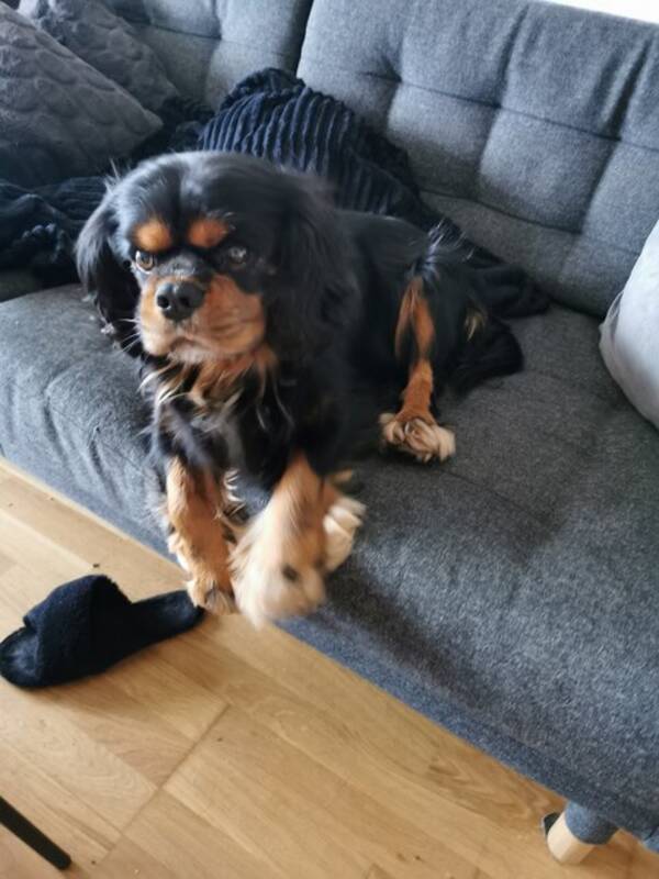 Hund - Cavalier king charles spaniel Sigge 