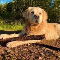 Golden retriever 