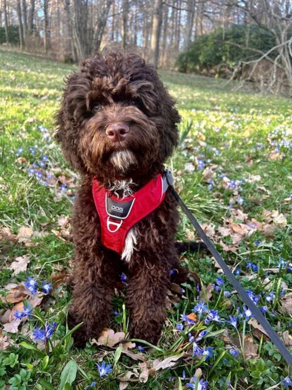 Hund - Todd the labradoodle