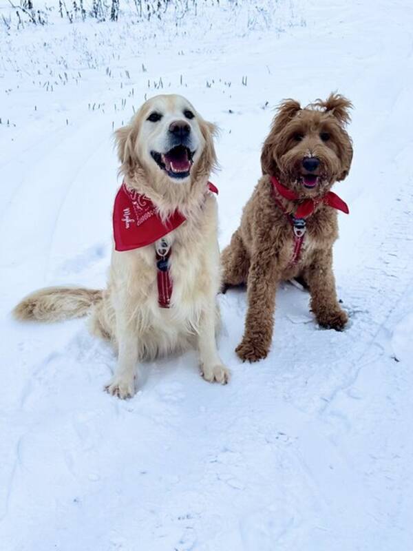 Hund - Smilla, Goldendoodle 