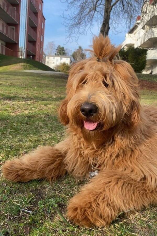 Hund - Smilla, Goldendoodle 