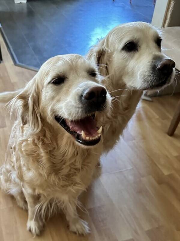 Hund - Majken, Golden Retriever 