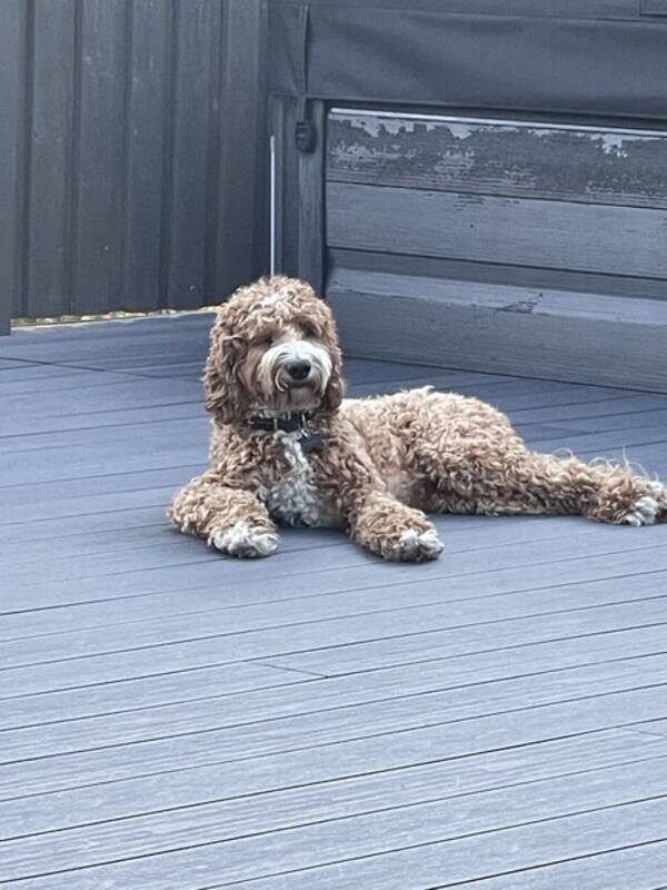 Hund - Enzo, Labradoodle 