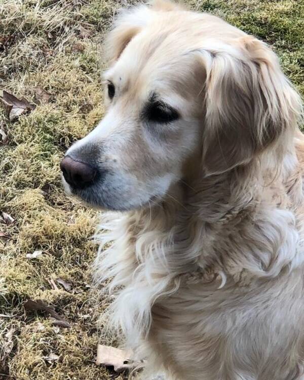 Hund - Majken, Golden Retriever 