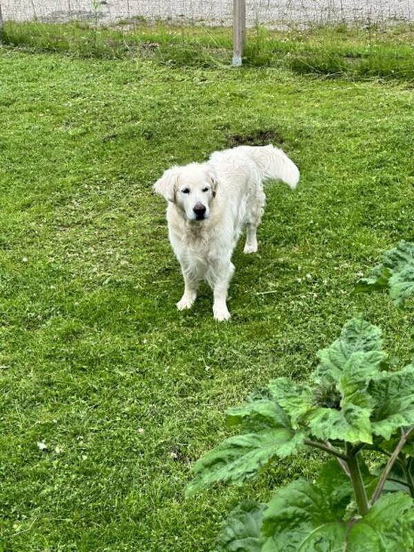 Hund - Sally, Golden Retriever