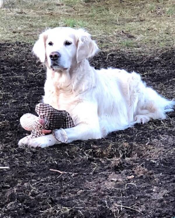 Hund - Sally, Golden Retriever