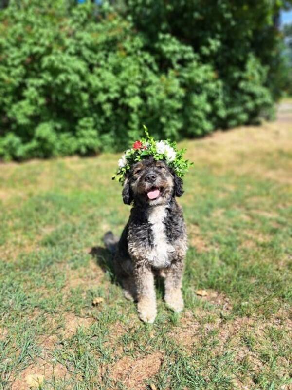 Hund - Tintin, Bernerdoodle 