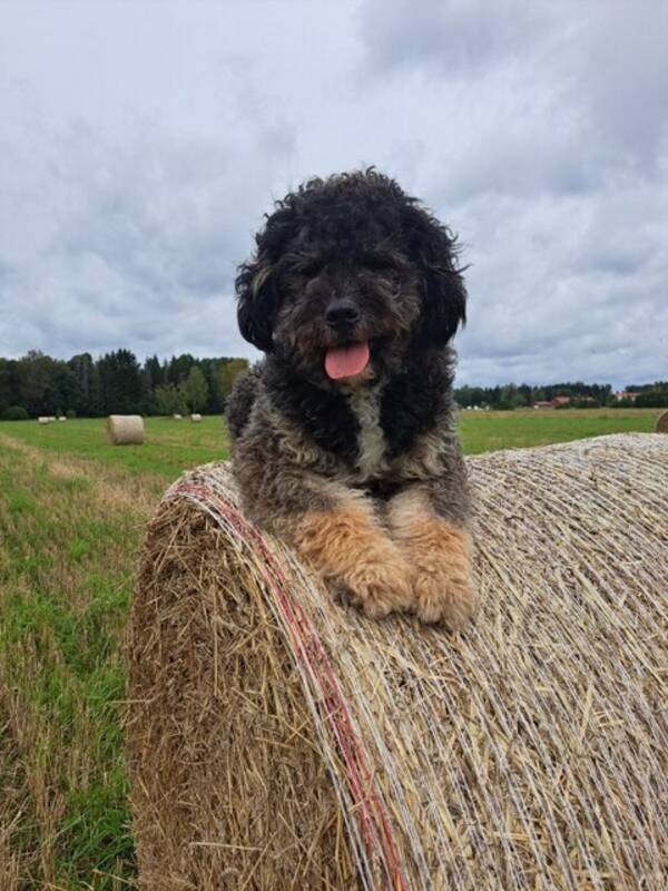 Hund - Tintin, Bernerdoodle 