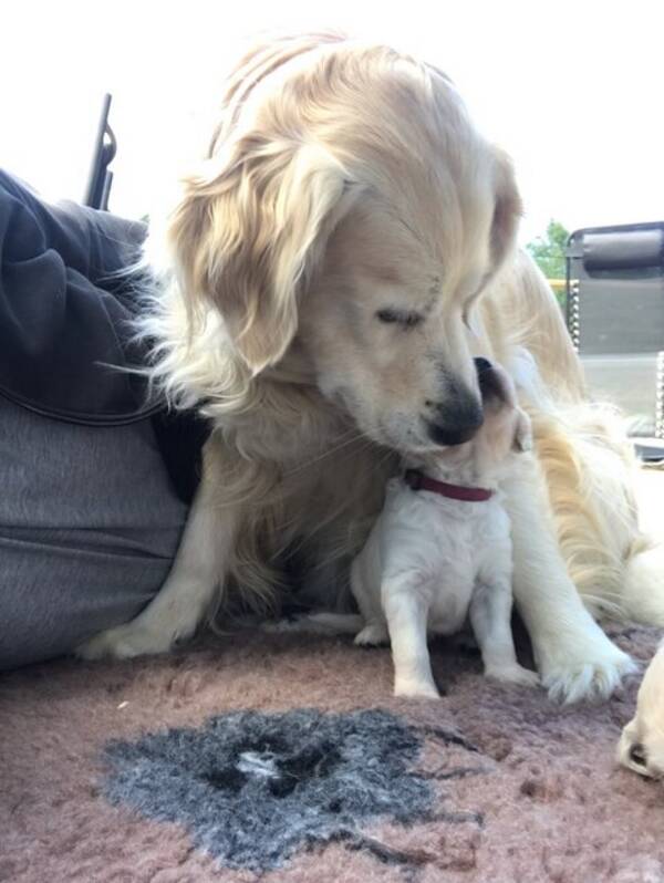Hund - Majken, Golden Retriever 