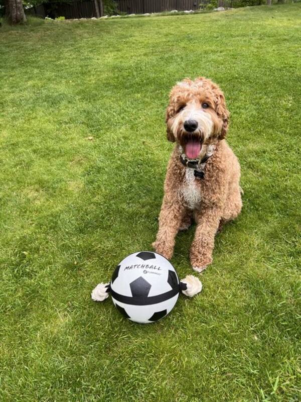 Hund - Enzo, Labradoodle 