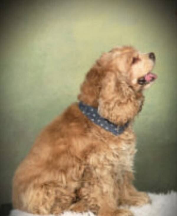 Hund - Amerikansk Cocker spaniel