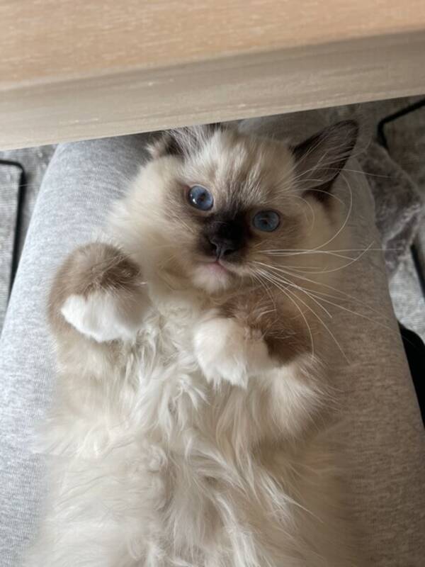 Katt - Ragdoll katt