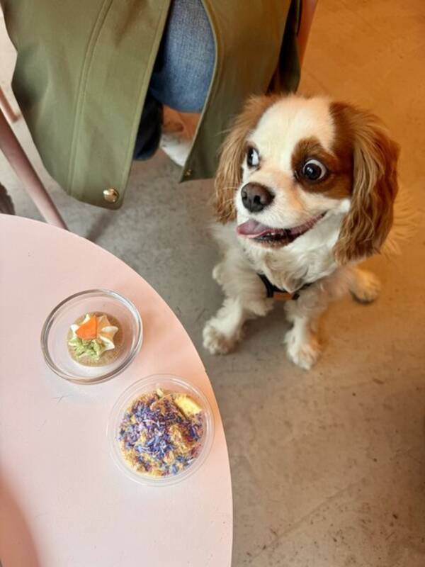 Hund - King Charles Cavalier Messi