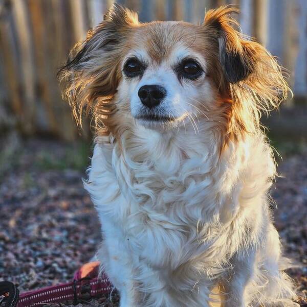 Hund - Mimmi, bichon havanais