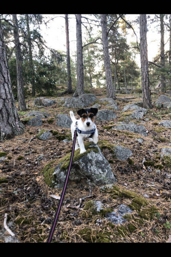 Hund - Lova - Jack Russell