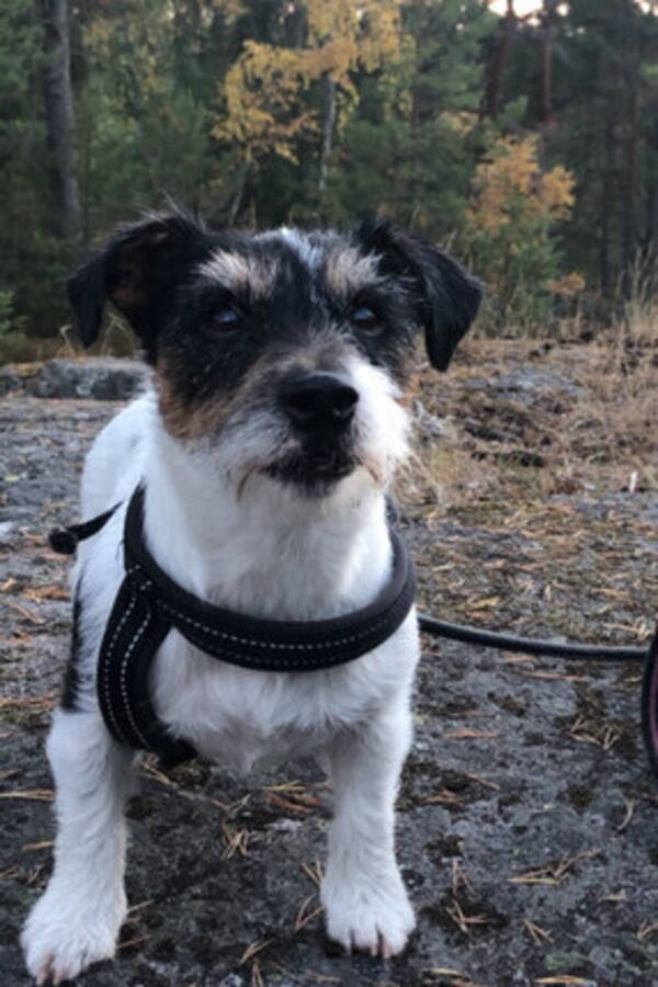 Hund - Lycka - Jack Russell