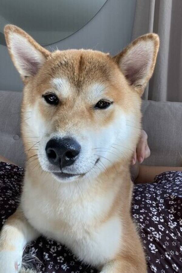 Hund - Shiba Inu