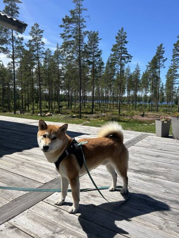 Hund - Shiba Inu