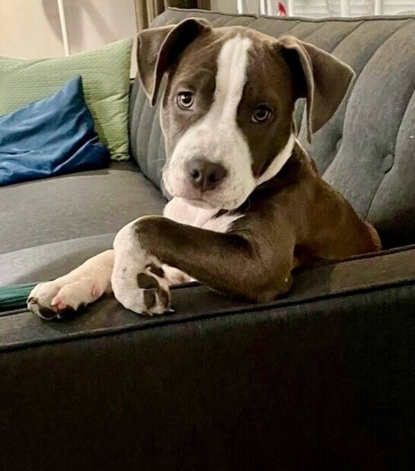 Hund -   Charlie Amstaff tik. 