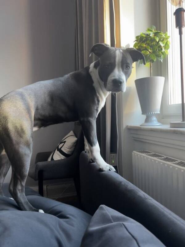 Hund -   Charlie Amstaff tik. 