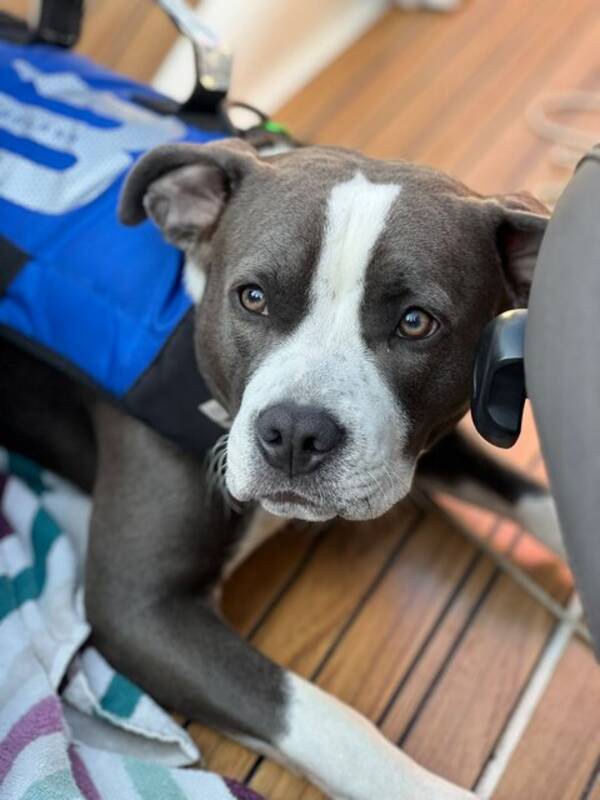 Hund -   Charlie Amstaff tik. 