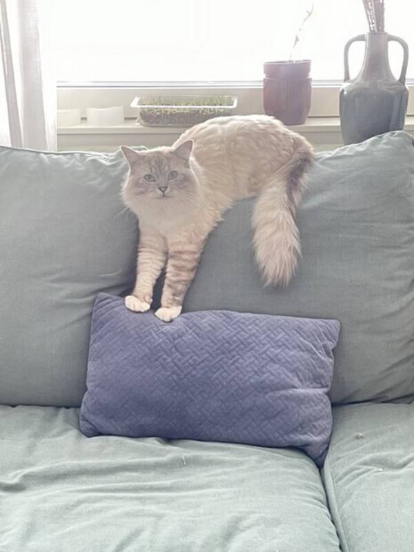 Katt - Katten Egon