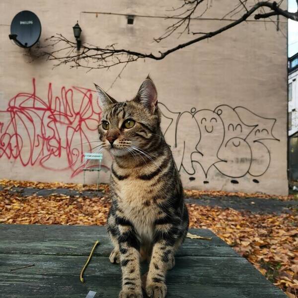 Katt - Bengal Luna Blitz