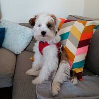 Tibetansk terrier. Billy.  Tibetansk terrier. Billy.