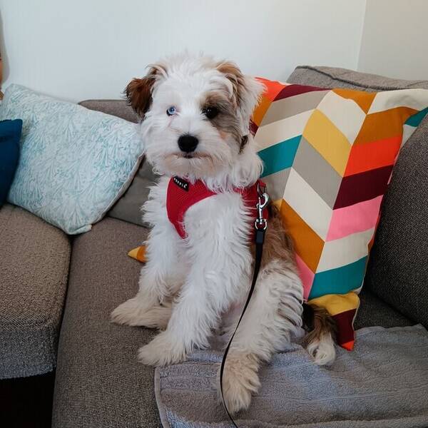 Hund - Tibetansk terrier. Billy.  Hund - Tibetansk terrier. Billy.