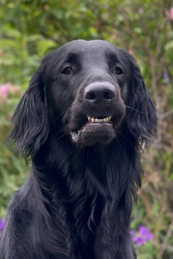 Hund - Flat coated retreiver 