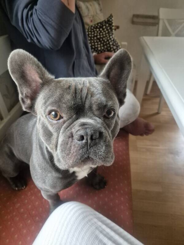 Hund - Frillan Stich