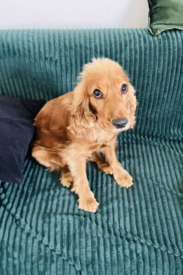 Hund - Cockerspaniel, Tik 1 år gammal Hund - Cockerspaniel, Tik 1 år gammal