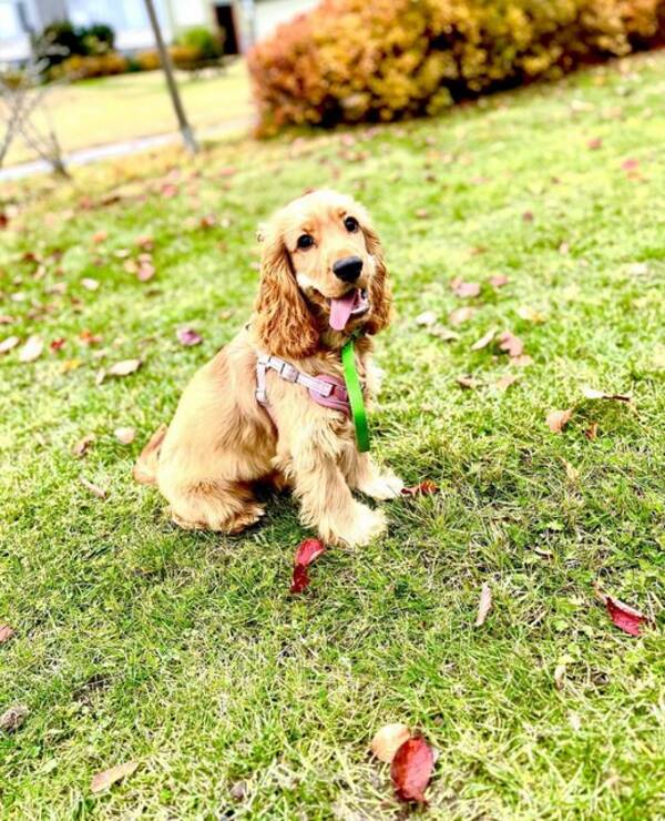 Hund - Cockerspaniel, Tik 1 år gammal Hund - Cockerspaniel, Tik 1 år gammal
