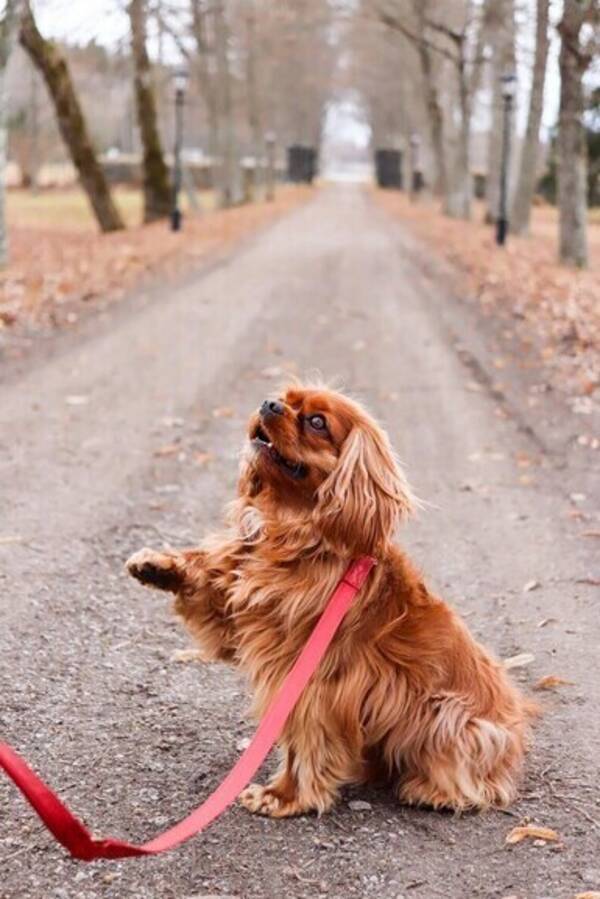 Hund - Cavalier king Charles Wilmer 