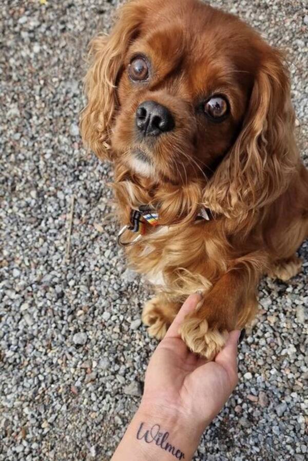 Hund - Cavalier king Charles Wilmer 