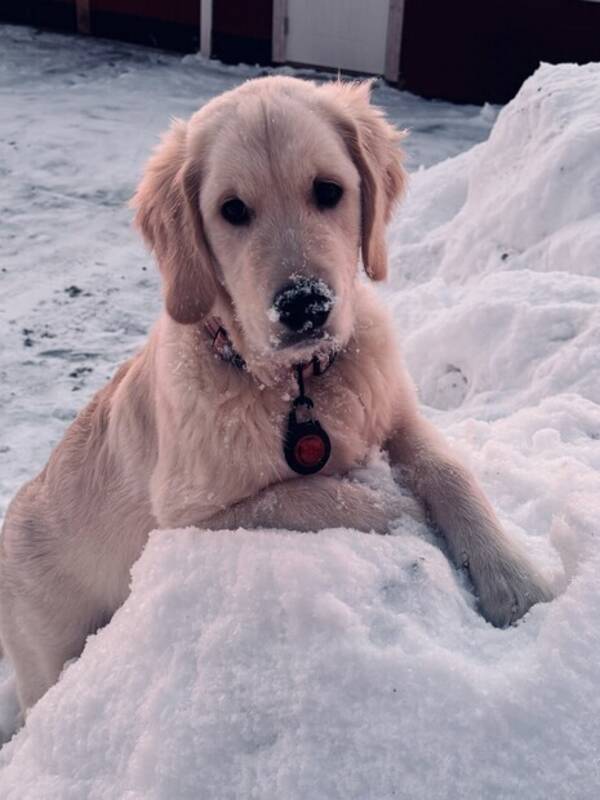 Hund - Golden Retriver 