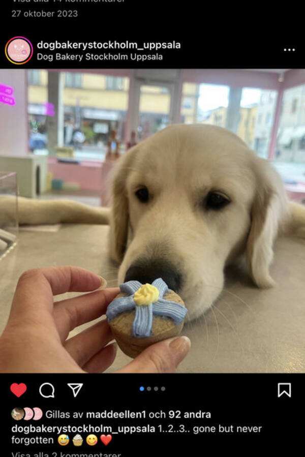 Hund - Golden Retriver 