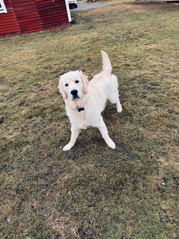 Hund - Golden Retriver 