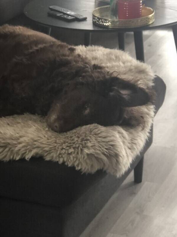 Hund - Puddel og vannhund Hund - Puddel og vannhund